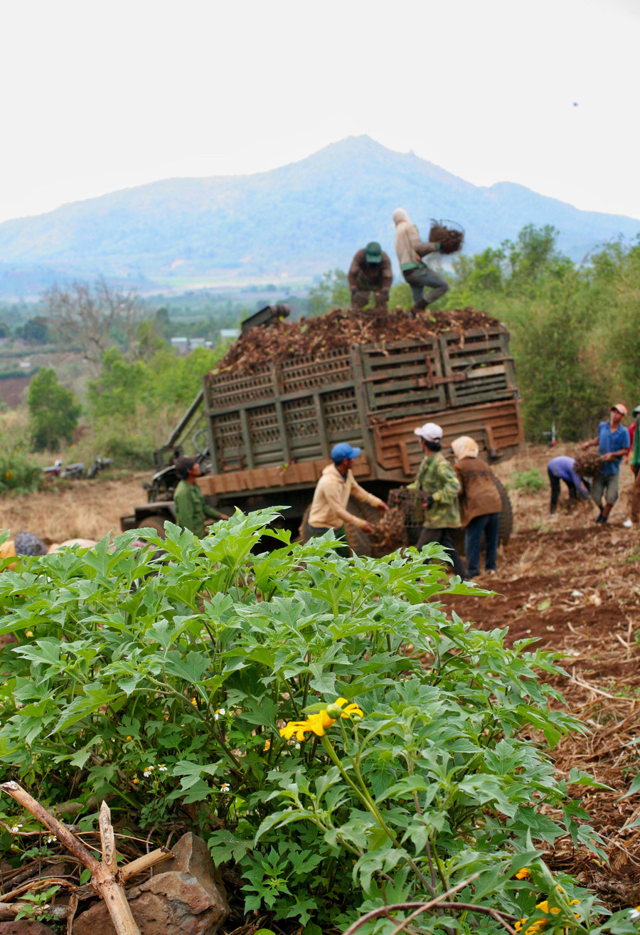 Từng khóm hoa dã quỳ nở muộn trên núi lửa Chư Đang Ya. Sự cộng hưởng của thiên nhiên và vẻ đẹp trong lao động biến nơi này thành bức họa đồng quê. Ảnh: Lê Văn Nhất