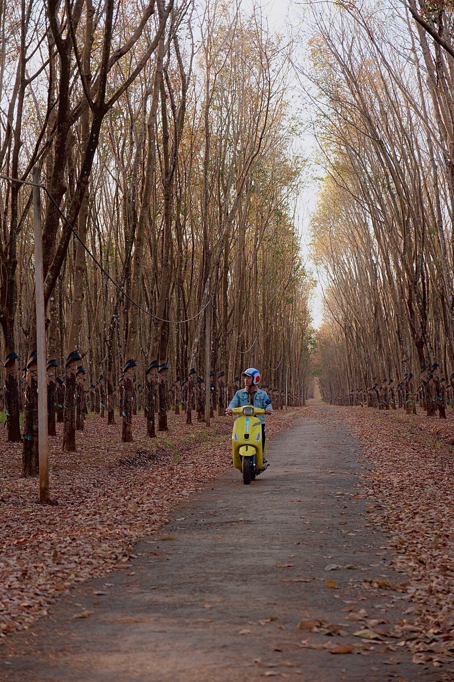 Rừng cao su đổ lá tạo thành thảm lá nâu đỏ suốt dọc những cung đường. Ảnh: Chiêu Ly Rừng cao su đổ lá tạo thành thảm lá nâu đỏ suốt dọc những cung đường. Ảnh: Chiêu Ly