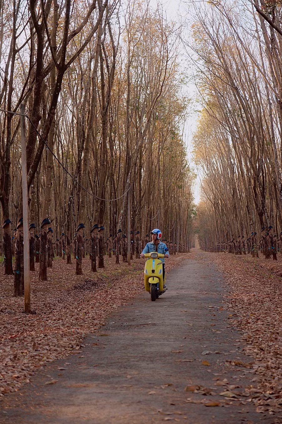 Rừng cao su đổ lá tạo thành thảm lá nâu đỏ suốt dọc những cung đường. Ảnh: Chiêu Ly