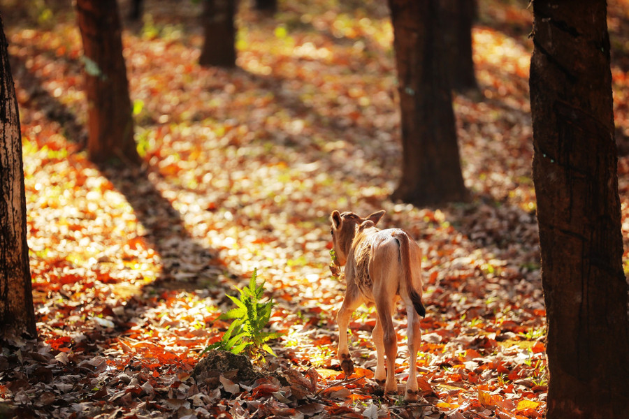 Cánh rừng như một bức tranh mùa thu. Ảnh: Chiêu Ly Cánh rừng như một bức tranh mùa thu. Ảnh: Chiêu Ly