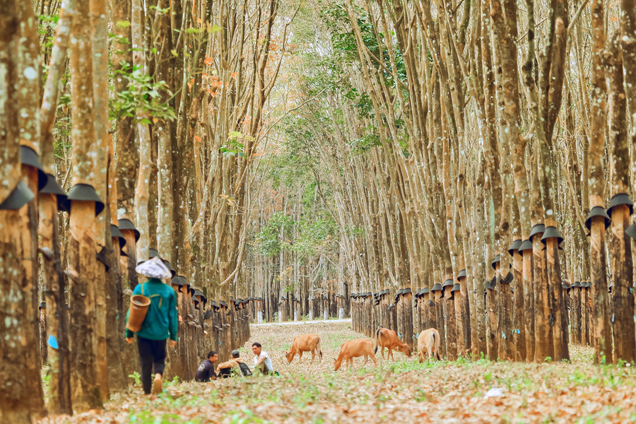 Những hàng cây được trồng thẳng tắp cũng tạo nên vẻ đẹp đặc trưng cho rừng cao su. Ảnh: Doãn Vinh Những hàng cây được trồng thẳng tắp cũng tạo nên vẻ đẹp đặc trưng cho rừng cao su. Ảnh: Doãn Vinh