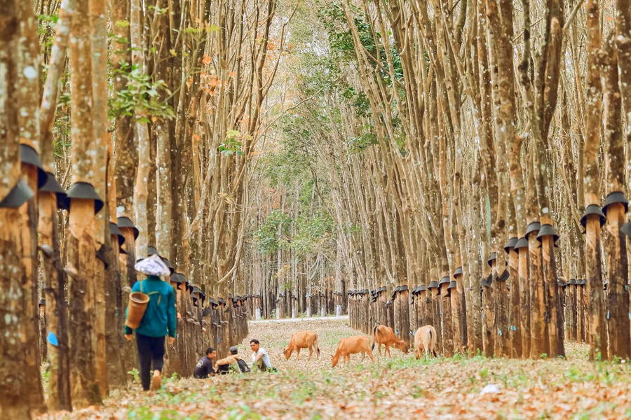 Những hàng cây được trồng thẳng tắp cũng tạo nên vẻ đẹp đặc trưng cho rừng cao su. Ảnh: Doãn Vinh
