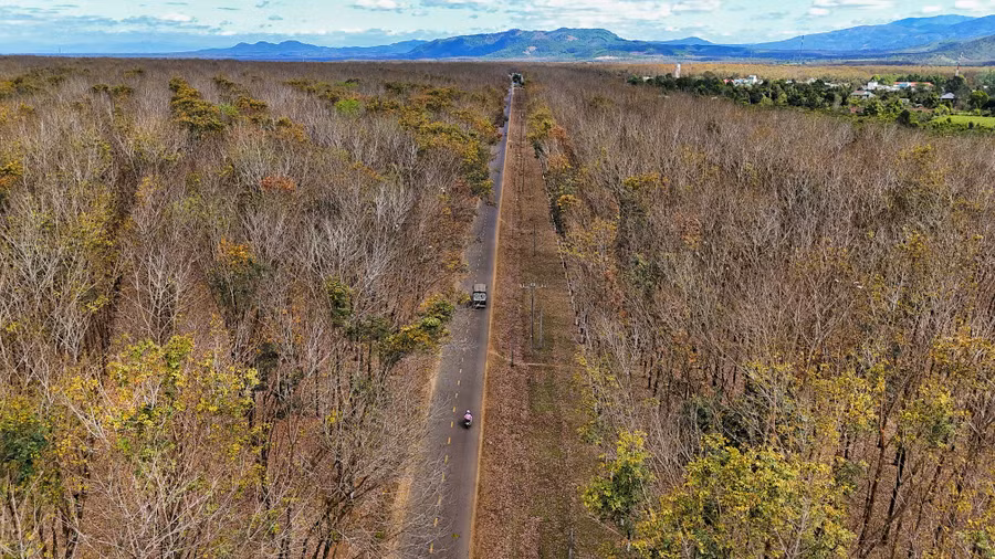 Nhiều cung đường chạy qua những cánh rừng cao su bạt ngàn. Ảnh chụp từ flycam: Doãn Vinh .