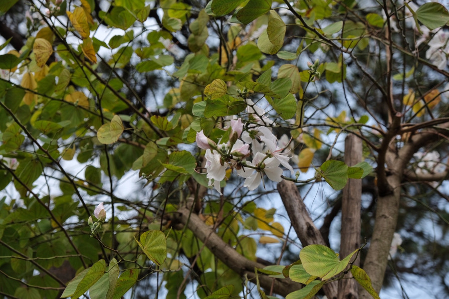 Hoa ban trắng tuy không nổi bật mà như một nét duyên thầm. Ảnh: Hoàng Ngọc Hoa ban trắng tuy không nổi bật mà như một nét duyên thầm. Ảnh: Hoàng Ngọc