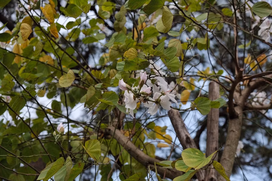 Hoa ban trắng tuy không nổi bật mà như một nét duyên thầm. Ảnh: Hoàng Ngọc