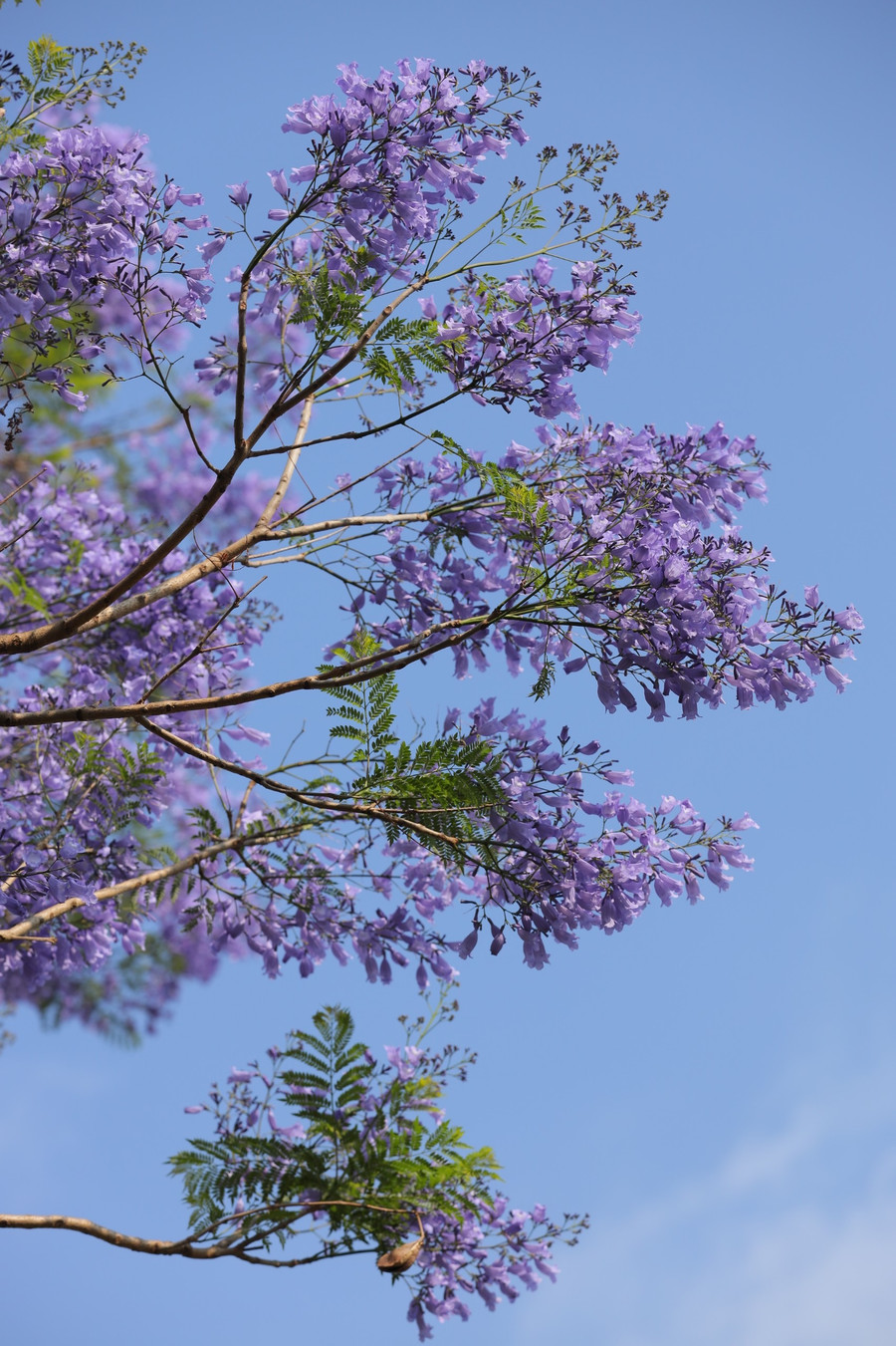 Khí hậu vùng đất Tây Nguyên rất thích hợp trồng phượng tím. Ảnh: Trần Thụy Chiêu Ly Khí hậu vùng đất Tây Nguyên rất thích hợp trồng phượng tím. Ảnh: Trần Thụy Chiêu Ly