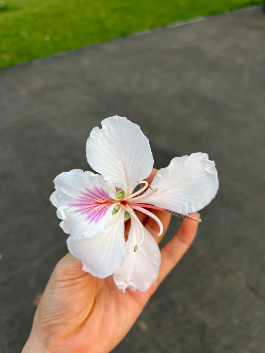 Hoa ban có hai màu trắng và tím. Ảnh: Hoàng Ngọc Hoa ban có hai màu trắng và tím. Ảnh: Hoàng Ngọc