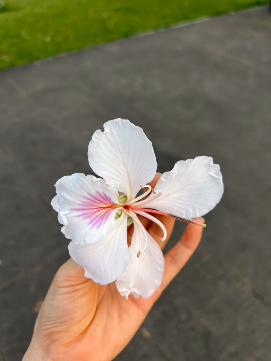 Hoa ban có hai màu trắng và tím. Ảnh: Hoàng Ngọc