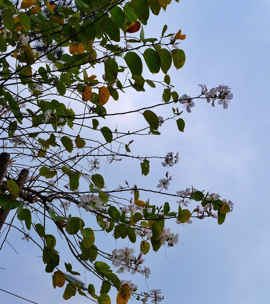 Hoa ban khoe sắc. Ảnh: Hoàng Ngọc Hoa ban khoe sắc. Ảnh: Hoàng Ngọc