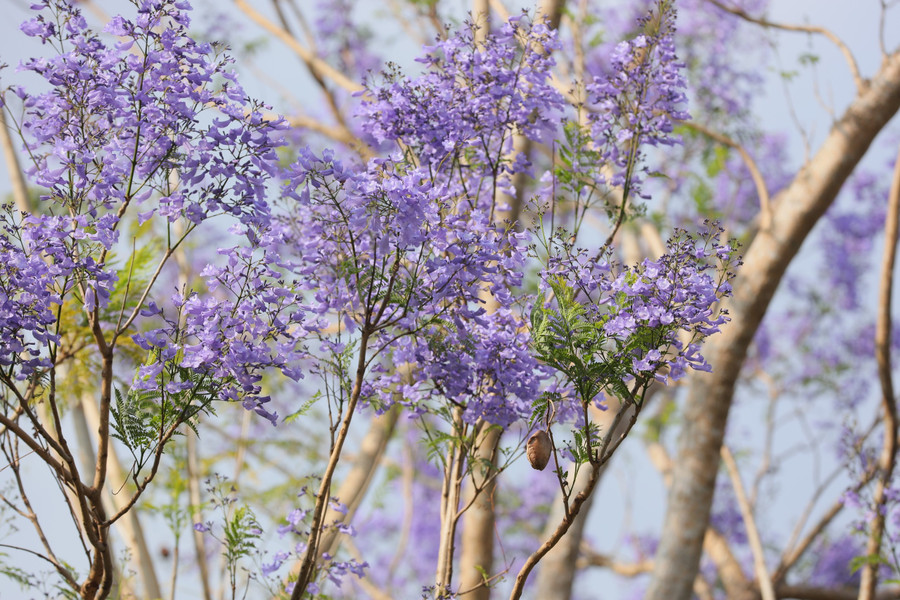 Màu phượng tím bâng khuâng. Ảnh: Trần Thụy Chiêu Ly Màu phượng tím bâng khuâng. Ảnh: Trần Thụy Chiêu Ly