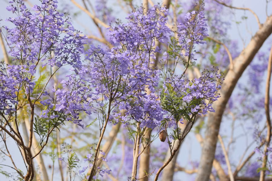 Màu phượng tím bâng khuâng. Ảnh: Trần Thụy Chiêu Ly