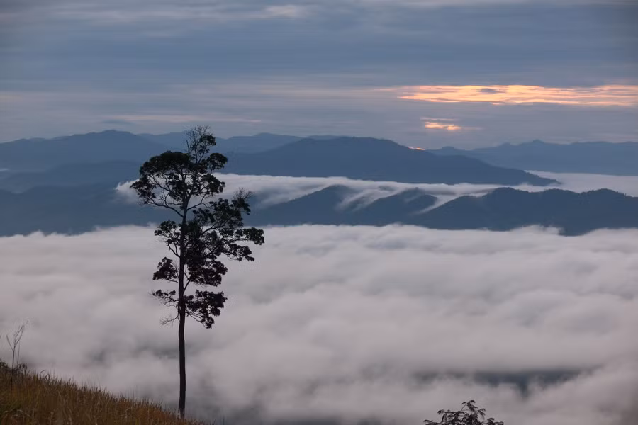 Cây cô đơn trên núi cao. Ảnh: Anh Hùng