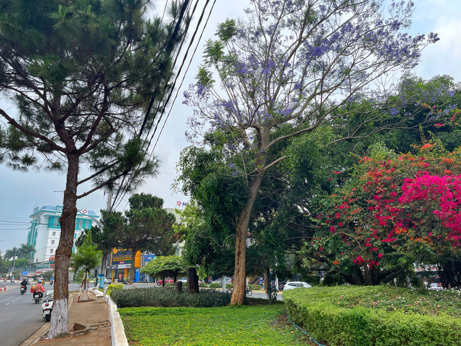 Phố núi còn có những cây phượng tím đang mùa hoa khoe sắc. Ảnh: Hoàng Ngọc Phố núi còn có những cây phượng tím đang mùa hoa khoe sắc. Ảnh: Hoàng Ngọc