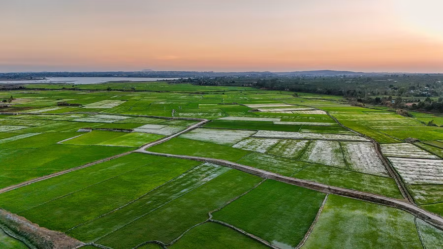 Cánh đồng thẳng cánh cò bay, phía xa xa là Biển Hồ. Ảnh: Bi Ly