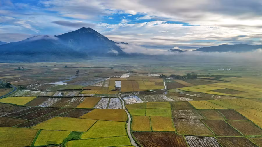 Chư Jôr chuyển sắc vàng vào khoảng tháng 5. Ảnh: Bi Ly