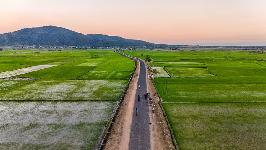 Màu lúa non xanh rì trong tiết giêng hai. Ảnh: Bi Ly