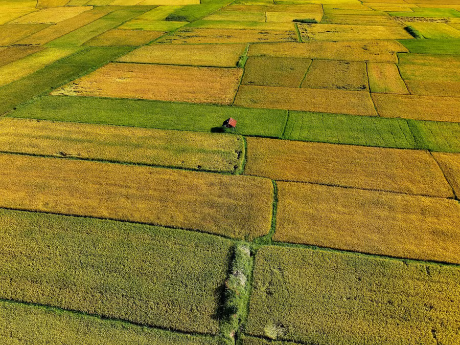 Những gam màu của lúa chín trên cánh đồng Chư Jôr vào mùa thu tháng 10, đất trời cao nguyên cũng bắt đầu bước vào mùa đẹp nhất trong năm. Ảnh: Bi Ly