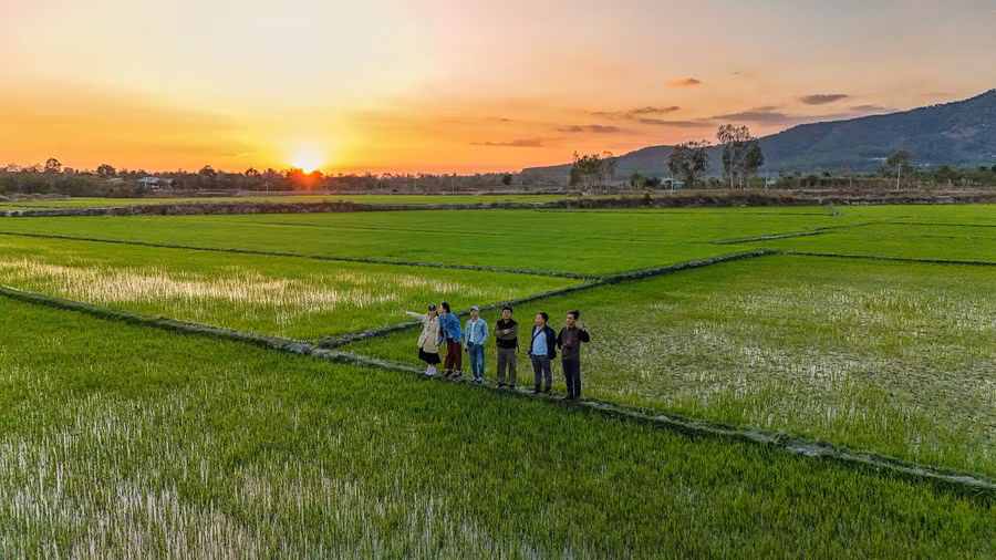 Quê hương thanh bình bắt đầu từ hình ảnh đồng lúa. Ảnh: Bi Ly