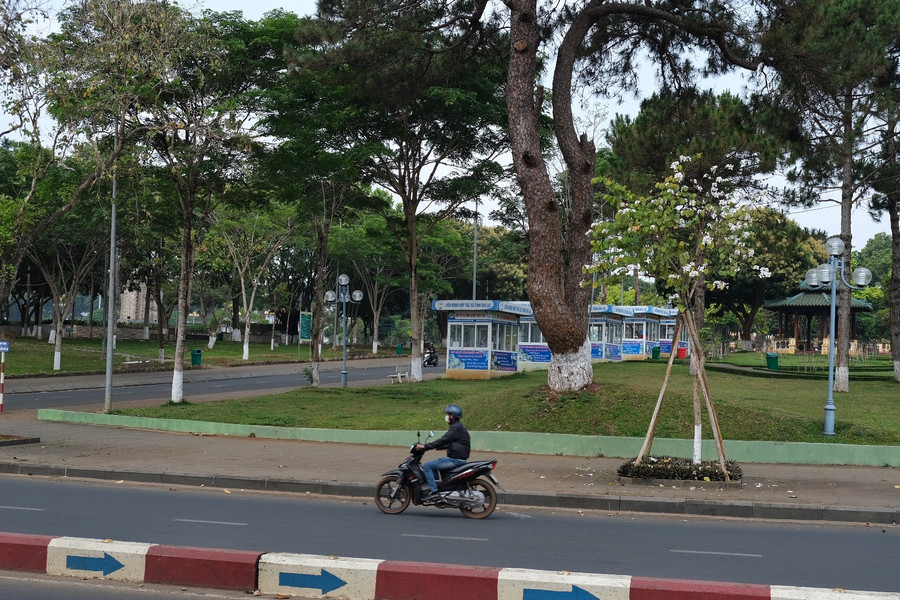 Một cây ban nở hoa trắng muốt, tỏa hương thơm ngát ở khu vực Quảng trường Đại Đoàn Kết (TP. Pleiku). Ảnh: Hoàng Ngọc Một cây ban nở hoa trắng muốt, tỏa hương thơm ngát ở khu vực Quảng trường Đại Đoàn Kết (TP. Pleiku). Ảnh: Hoàng Ngọc