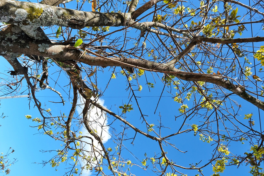 Cây mai ở Gia Lai chủ yếu trồng ngoài tự nhiên, lớn lên theo quy luật của đất trời. Cây mai cứ thế vươn lên, cứa ngọt vào trời sắc màu tươi rỡ báo hiệu mùa Xuân mới. Ảnh: Hoàng Ngọc