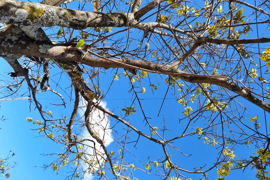 Cây mai ở Gia Lai chủ yếu trồng ngoài tự nhiên, lớn lên theo quy luật của đất trời. Cây mai cứ thế vươn lên, cứa ngọt vào trời sắc màu tươi rỡ báo hiệu mùa Xuân mới. Ảnh: Hoàng Ngọc