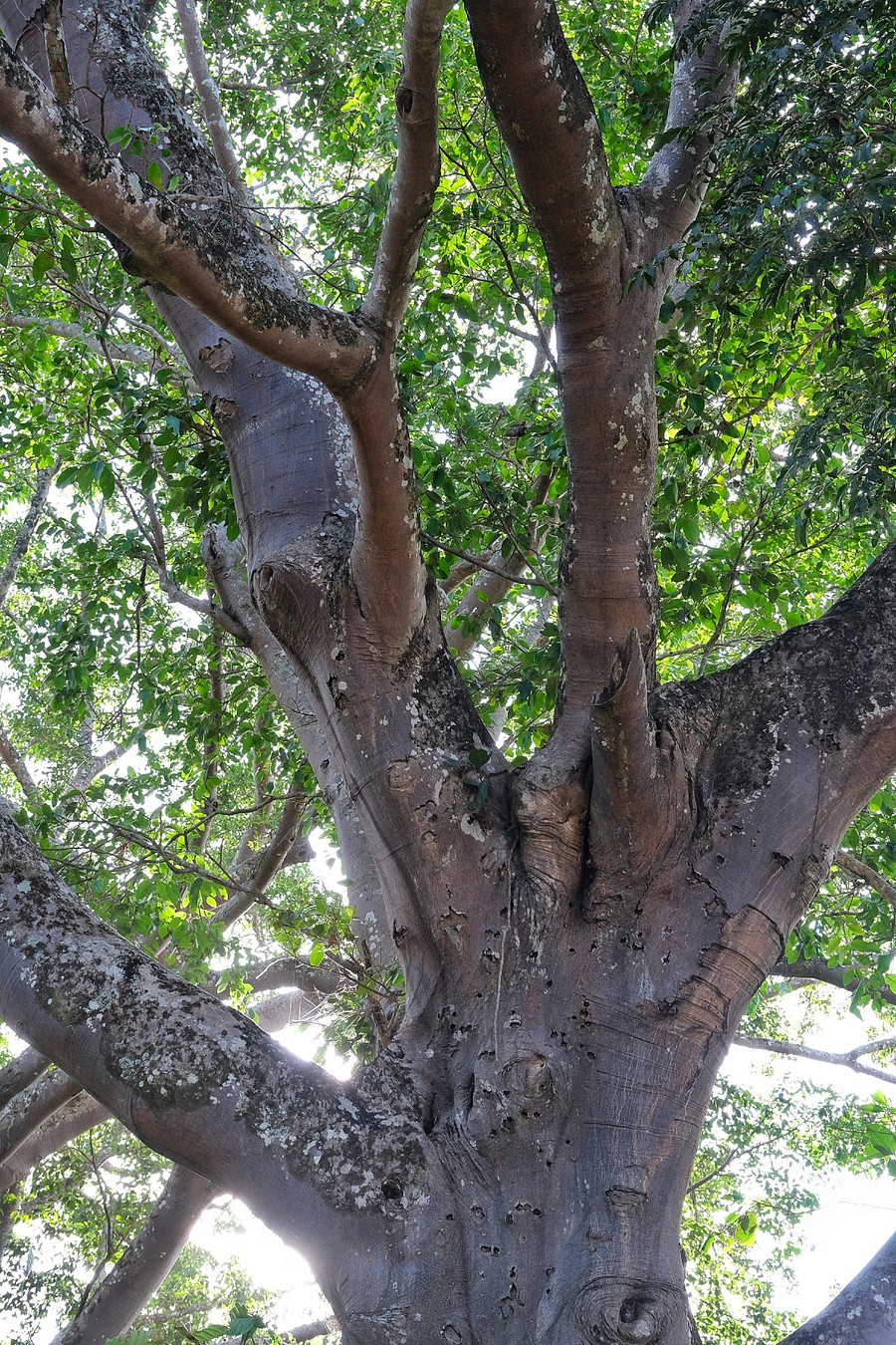 Những vết đạn chi chít trên một thân cây đa luôn nhắc nhớ các thế hệ người dân về quá khứ hào hùng. Ảnh: Hoàng Ngọc