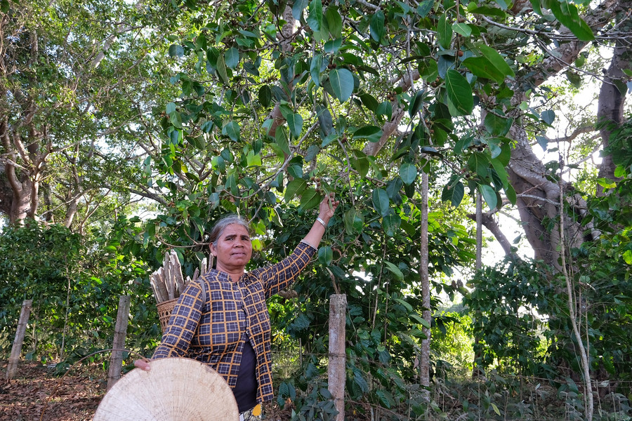 Bà H’Bring cho biết những cây đa chính là chỉ dấu của làng Đúp. Ảnh: Hoàng Ngọc