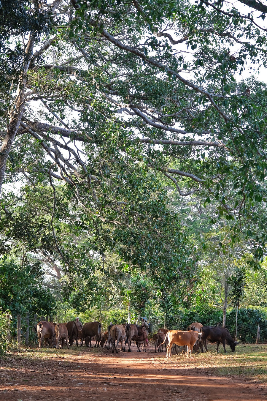 Nhiều thế hệ ở làng Đúp sinh ra, lớn lên dưới tán những cội đa ven làng. Ảnh: Hoàng Ngọc