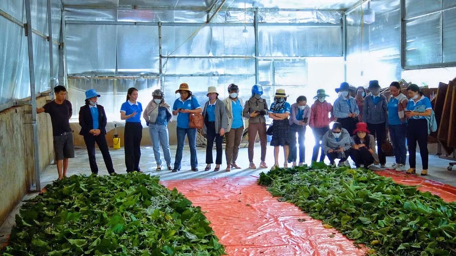 Đoàn tham quan, học tập mô hình trồng dâu nuôi tằm tại xã Ia Ga. Ảnh: Minh Châu