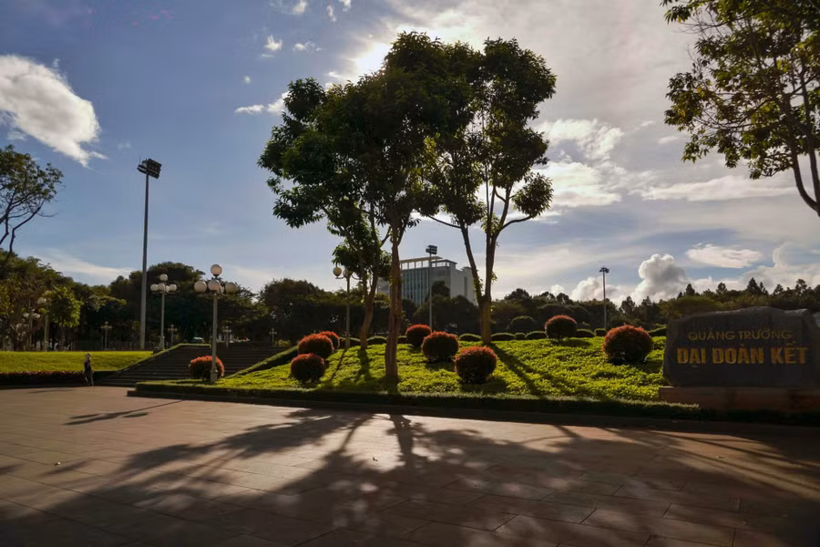 Hàng cây đổ bóng trong nắng sớm