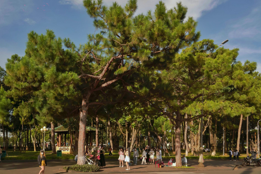 Quần thể cây xanh Quảng trường mang đặc trưng của cao nguyên với những hàng thông xanh