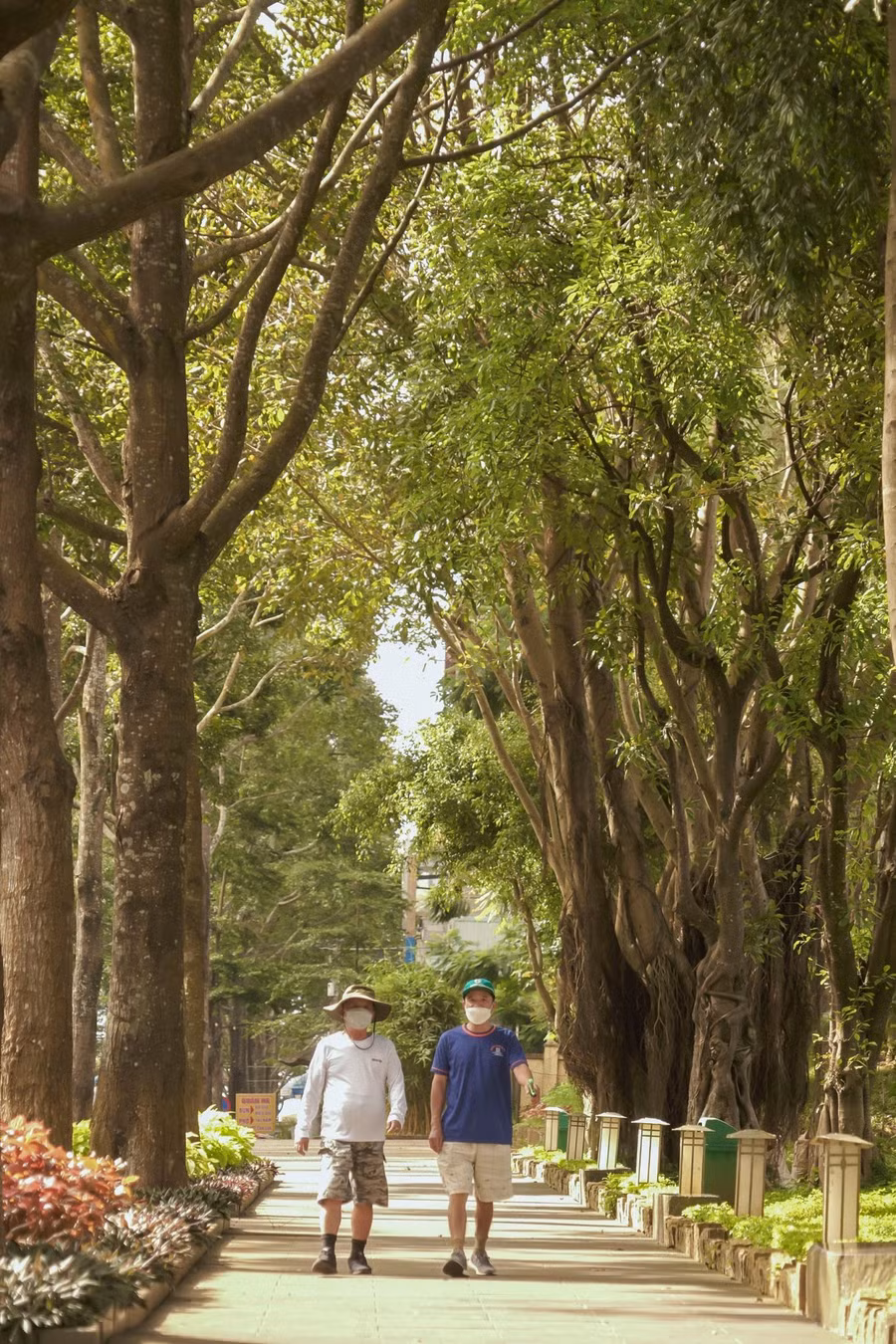 Sau hơn 1 thập kỷ hình thành, Quảng trường Đại Đoàn Kết có quần thể cây xanh rộng lớn