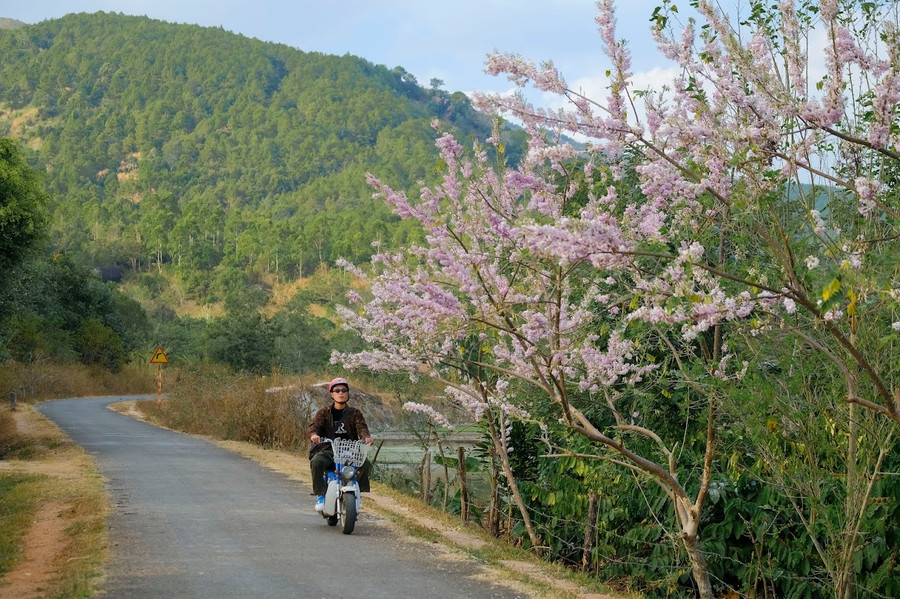 Đỗ mai nở rộ trên cung đường vào đập Tân Sơn (thôn 2, xã Nghĩa Hưng, huyện Chư Păh). Ảnh Bi Ly Đỗ mai nở rộ trên cung đường vào đập Tân Sơn (thôn 2, xã Nghĩa Hưng, huyện Chư Păh). Ảnh Bi Ly