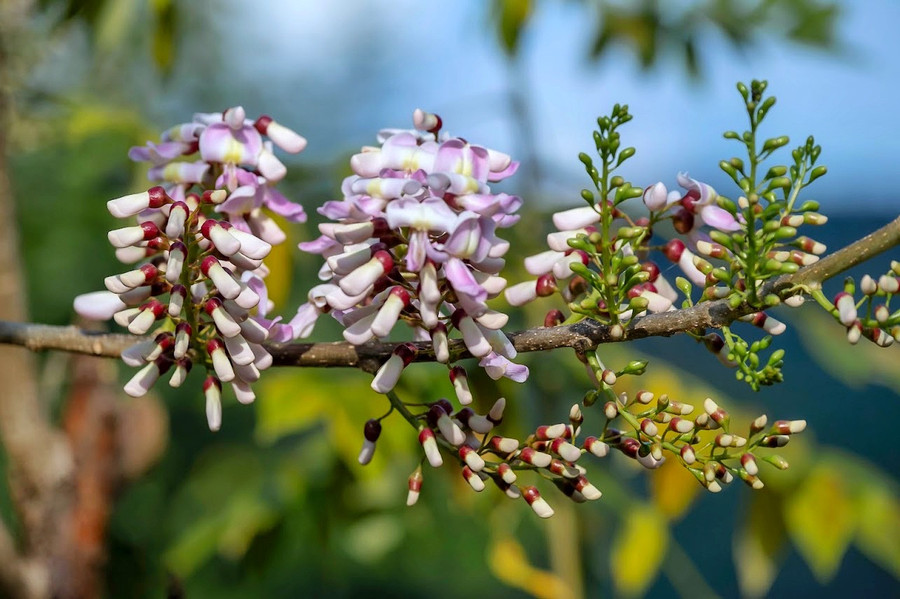 Một cành hoa Xuân. Ảnh: Bi Ly Một cành hoa Xuân. Ảnh: Bi Ly