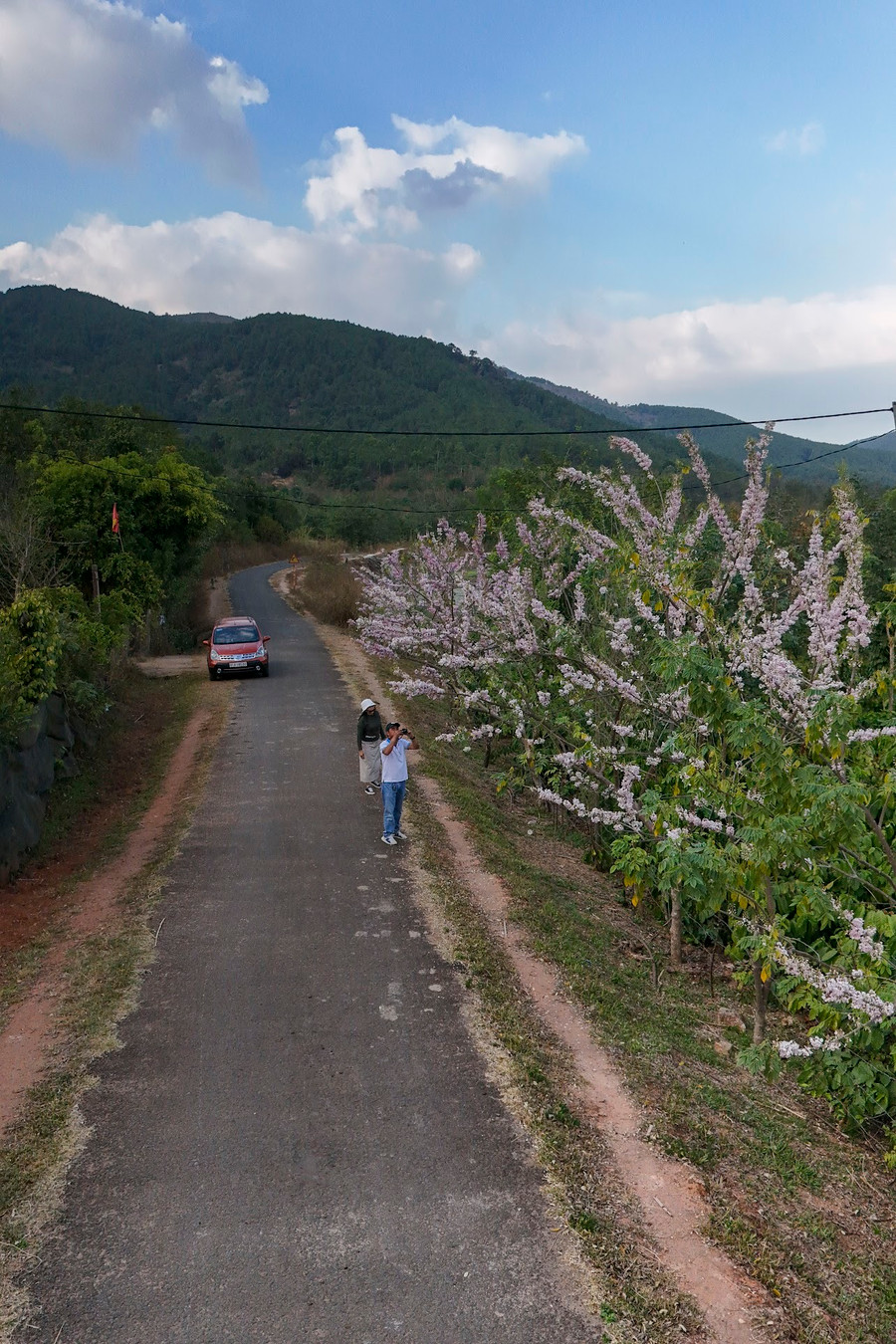 Du khách dễ dàng bắt gặp từng hàng đỗ mai khoe sắc trên đường vào đập Tân Sơn. Ảnh: Bi Ly Du khách dễ dàng bắt gặp từng hàng đỗ mai khoe sắc trên đường vào đập Tân Sơn. Ảnh: Bi Ly