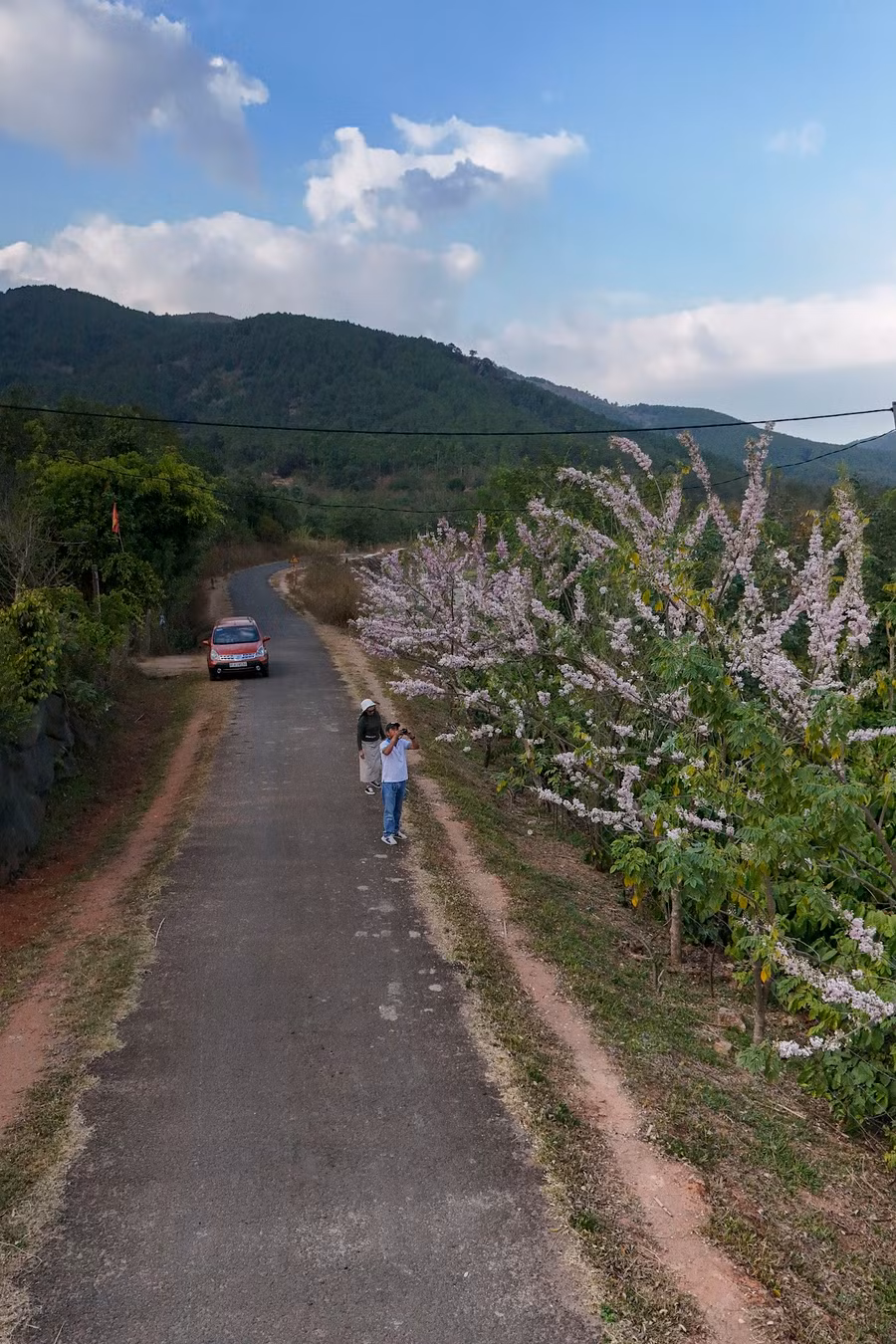 Du khách dễ dàng bắt gặp từng hàng đỗ mai khoe sắc trên đường vào đập Tân Sơn. Ảnh: Bi Ly