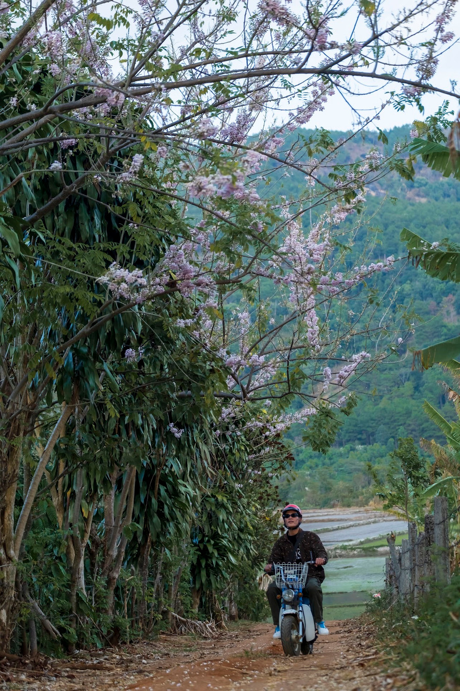Những hàng đỗ mai trồng bên bờ rào âm thầm đem mùa xuân đến trong lòng người. Ảnh: Bi Ly Những hàng đỗ mai trồng bên bờ rào âm thầm đem mùa xuân đến trong lòng người. Ảnh: Bi Ly