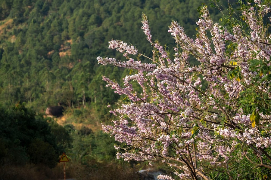 Đỗ mai là loài hoa báo mùa Xuân về. Ảnh: Bi Ly Đỗ mai là loài hoa báo mùa Xuân về. Ảnh: Bi Ly