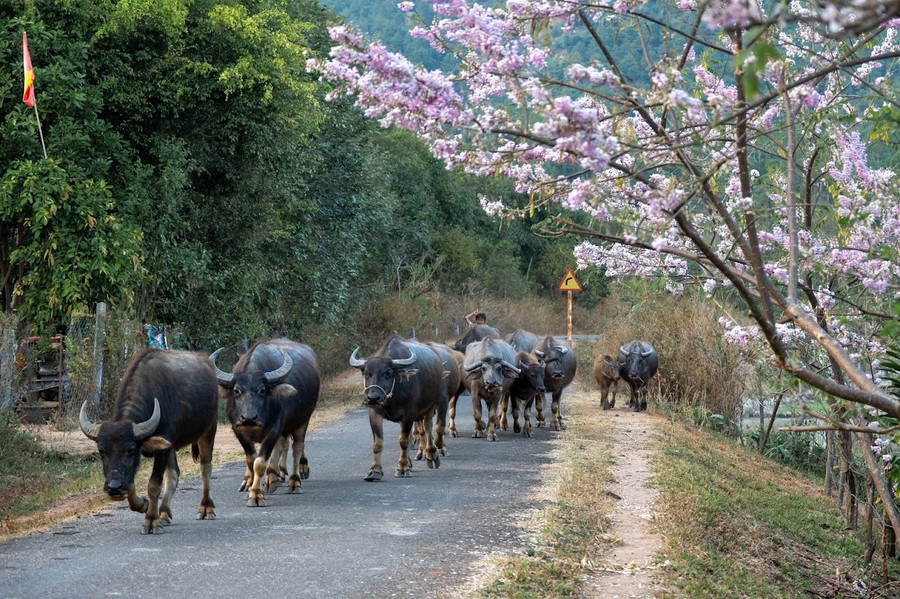 Đỗ mai làm duyên trên những nẻo đường, khiến cho khung cảnh thường ngày cũng trở nên bình yên hơn. Ảnh: Bi Ly Đỗ mai làm duyên trên những nẻo đường, khiến cho khung cảnh thường ngày cũng trở nên bình yên hơn. Ảnh: Bi Ly