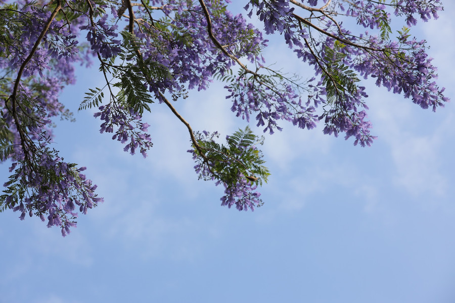 Những ngày này bắt gặp màu phượng tím ở Phố núi khiến bao người bâng khuâng, xao xuyến. Ảnh Trần Thụy Chiêu Ly Những ngày này bắt gặp màu phượng tím ở Phố núi khiến bao người bâng khuâng, xao xuyến. Ảnh Trần Thụy Chiêu Ly