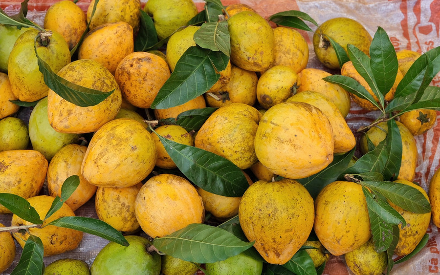 Quả lê ki ma Quả lê ki ma