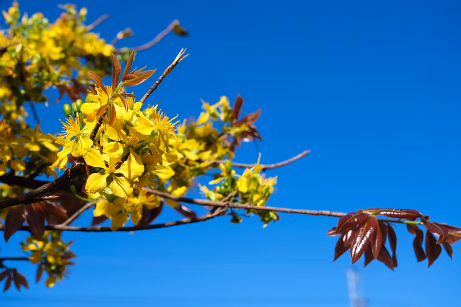 Mùa xuân cũng là lúc mai đâm chồi nẩy lộc. Màu lá non mang sắc đỏ rất đặc trưng. Ảnh: Hoàng Ngọc