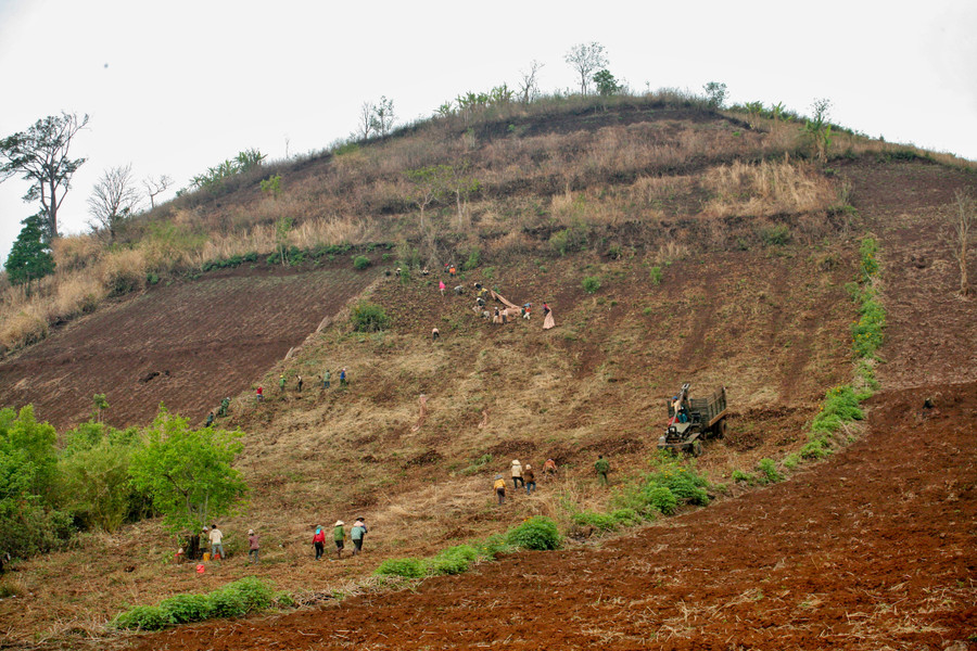 Thu hoạch dong riềng trên núi lửa Chư Đang Ya. Ảnh: Lê Văn Nhất