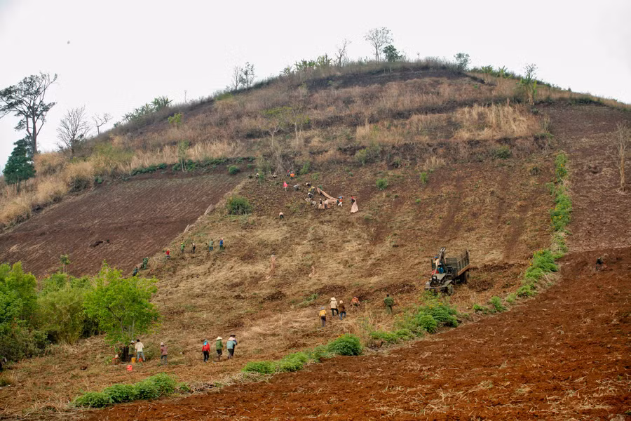 Thu hoạch dong riềng trên núi lửa Chư Đang Ya. Ảnh: Lê Văn Nhất