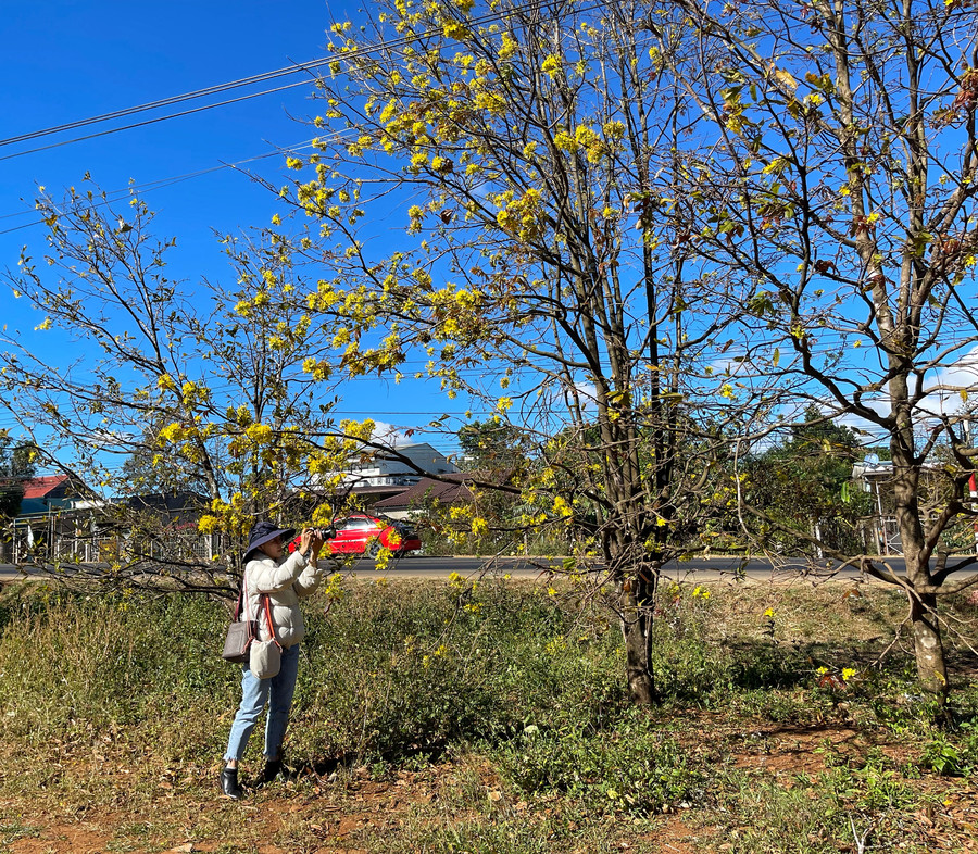 Mai rừng được người dân thôn 3, xã Hòa Phú, huyện Chư Păh trồng khá phổ biến trong sân, ngoài ngõ. Ảnh: Hoàng Ngọc