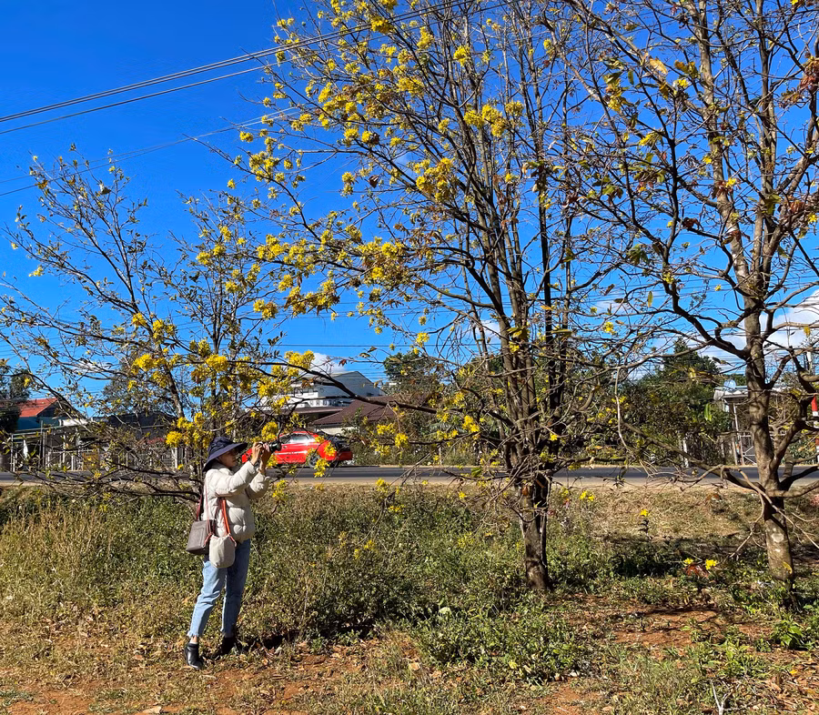 Mai rừng được người dân thôn 3, xã Hòa Phú, huyện Chư Păh trồng khá phổ biến trong sân, ngoài ngõ. Ảnh: Hoàng Ngọc