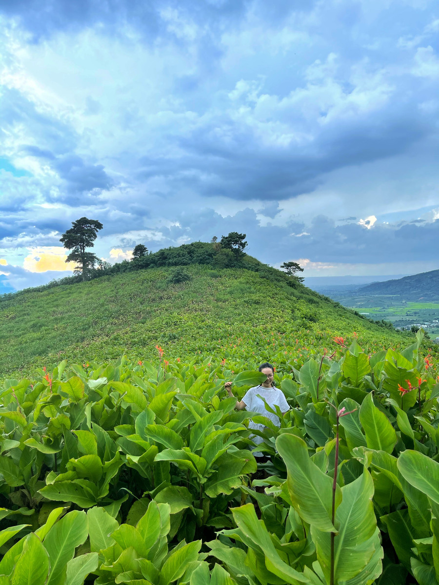 Dong riềng được nông dân trồng phổ biến ở núi lửa Chư Đang Ya tạo nên sức sống trù mật ở thắng cảnh thiên nhiên này. Mùa hoa nở đỏ rực cả ngọn núi thu hút rất đông du khách đến thưởng ngoạn. Ảnh: Hoàng Ngọc
