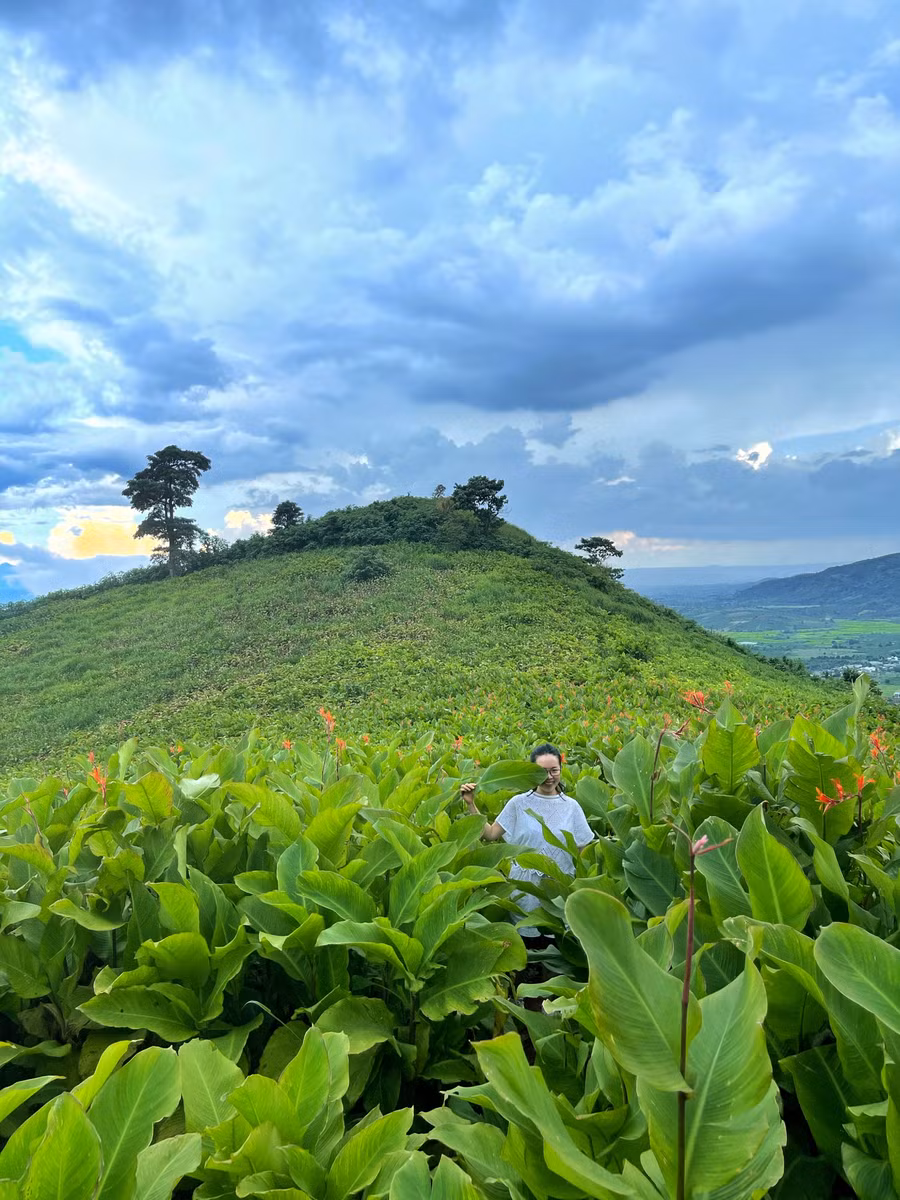 Dong riềng được nông dân trồng phổ biến ở núi lửa Chư Đang Ya tạo nên sức sống trù mật ở thắng cảnh thiên nhiên này. Mùa hoa nở đỏ rực cả ngọn núi thu hút rất đông du khách đến thưởng ngoạn. Ảnh: Hoàng Ngọc