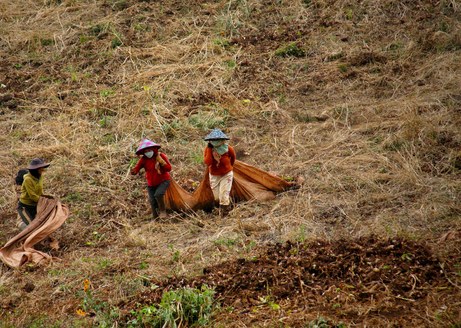 Dong riềng được trồng trên thành núi với độ dốc cao. Để đưa được nông sản này xuống khu vực bằng phẳng là công việc nhọc nhằn. Ảnh: Lê Văn Nhất