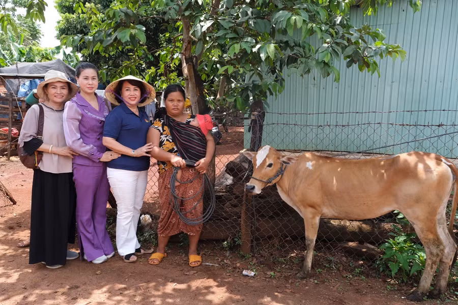 Hội viên phụ nữ nghèo xã Chư Don (huyện Chư Pưh, tỉnh Gia Lai) được trao bò cái sinh sản làm phương tiện sinh kế. Ảnh: Minh Châu